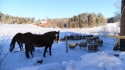 Pferd im Winter